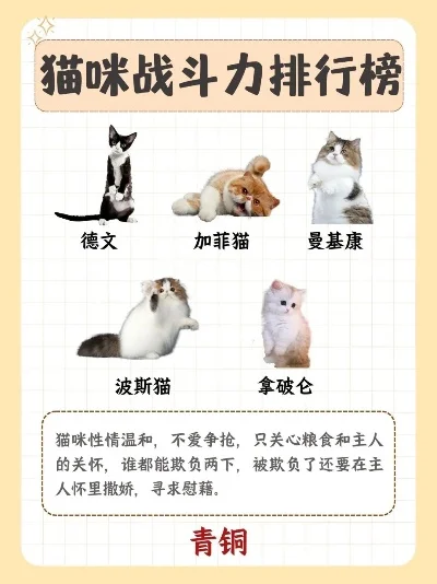 猫咪战斗力排行榜游戏-猫咪战斗力排行游戏